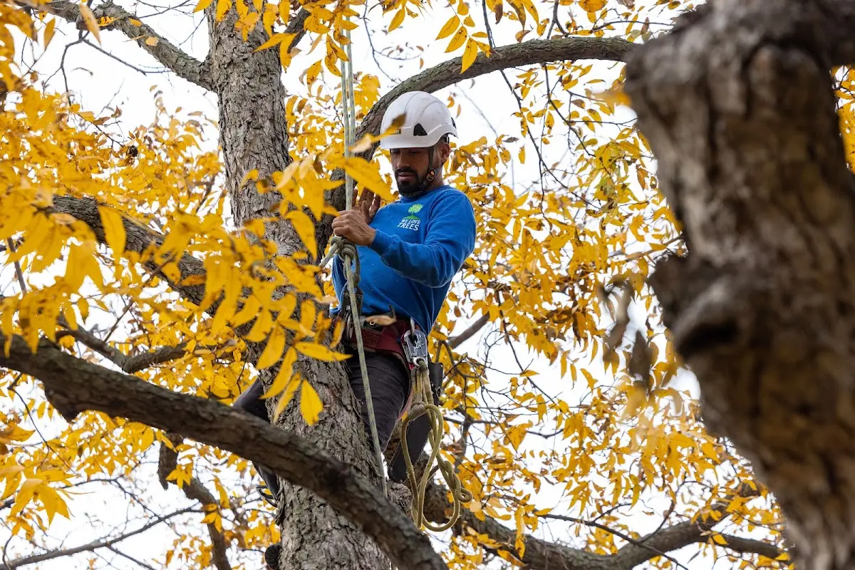 Skilled Tree Trimming crew working in Nora