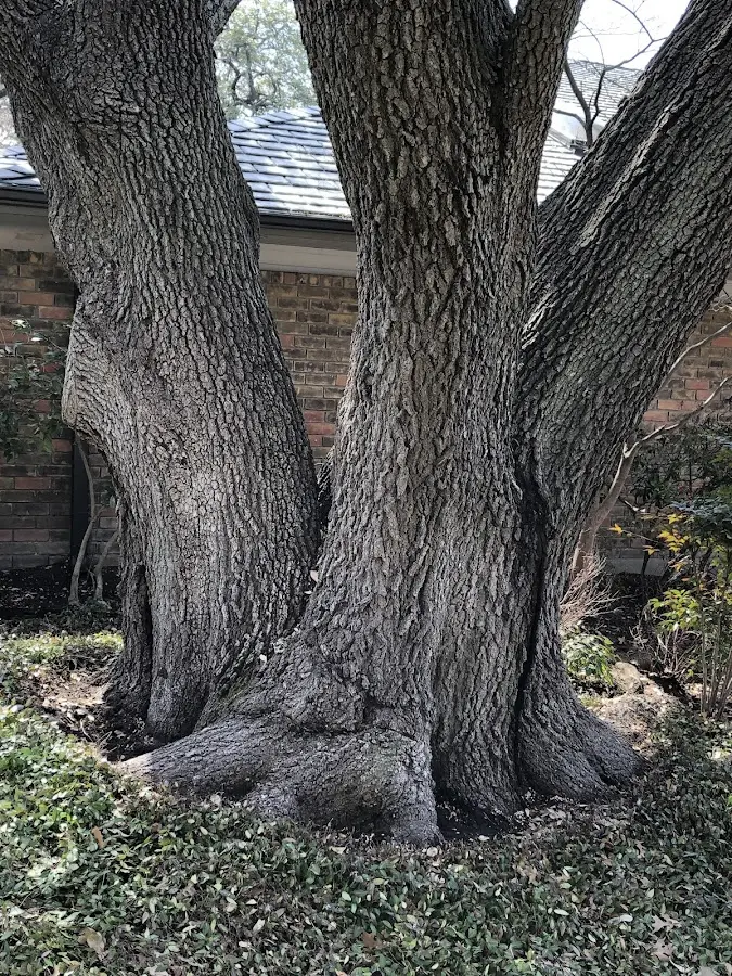 Mature heritage tree close to a Nora property cared for by certified arborists
